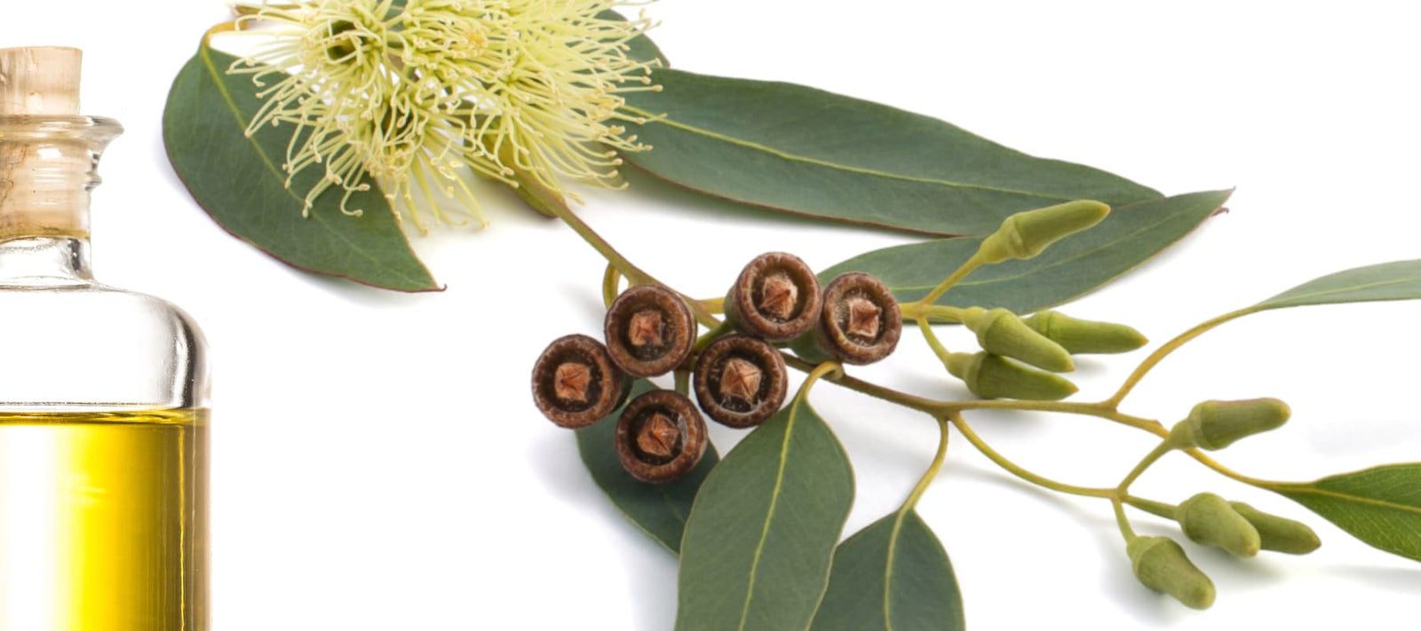 Eucalpytus Body Scrub