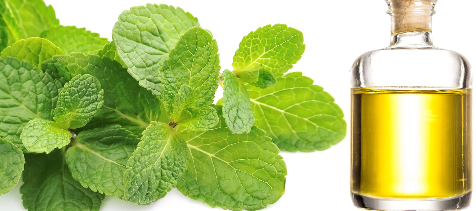 Peppermint Body Scrubs